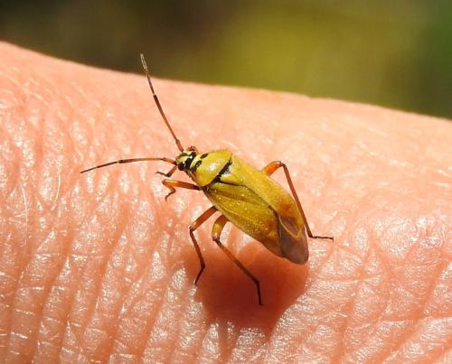 Réf. 285 406 : Brachycoleus pilicornis